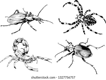 vector drawings sketches different insects bugs Scorpions spiders drawn in ink by hand , objects with no background