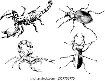 vector drawings sketches different insects bugs Scorpions spiders drawn in ink by hand , objects with no background