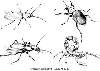vector drawings sketches different insects bugs Scorpions spiders drawn in ink by hand , objects with no background