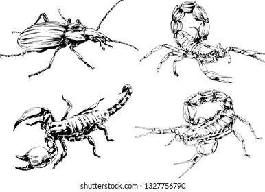 vector drawings sketches different insects bugs Scorpions spiders drawn in ink by hand , objects with no background