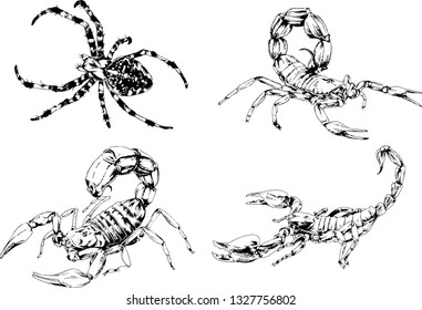 vector drawings sketches different insects bugs Scorpions spiders drawn in ink by hand , objects with no background