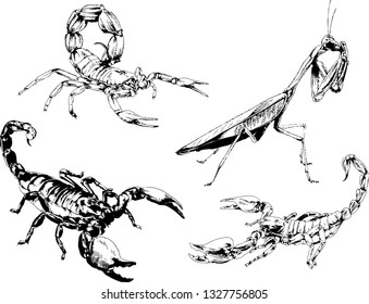 vector drawings sketches different insects bugs Scorpions spiders drawn in ink by hand , objects with no background