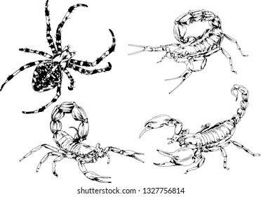 vector drawings sketches different insects bugs Scorpions spiders drawn in ink by hand , objects with no background