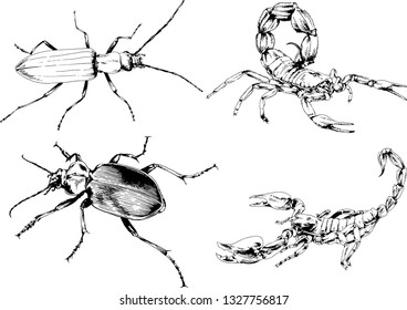 vector drawings sketches different insects bugs Scorpions spiders drawn in ink by hand , objects with no background