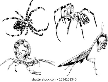 vector drawings sketches different insects bugs Scorpions spiders drawn in ink by hand , objects with no background