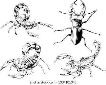 vector drawings sketches different insects bugs Scorpions spiders drawn in ink by hand , objects with no background