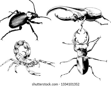 vector drawings sketches different insects bugs Scorpions spiders drawn in ink by hand , objects with no background