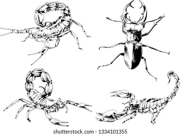 vector drawings sketches different insects bugs Scorpions spiders drawn in ink by hand , objects with no background