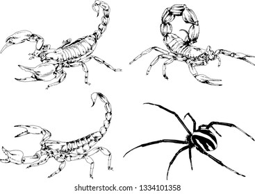 vector drawings sketches different insects bugs Scorpions spiders drawn in ink by hand , objects with no background