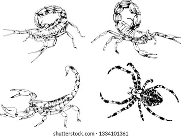 vector drawings sketches different insects bugs Scorpions spiders drawn in ink by hand , objects with no background