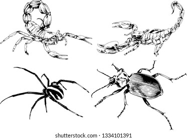 vector drawings sketches different insects bugs Scorpions spiders drawn in ink by hand , objects with no background