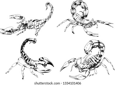 vector drawings sketches different insects bugs Scorpions spiders drawn in ink by hand , objects with no background