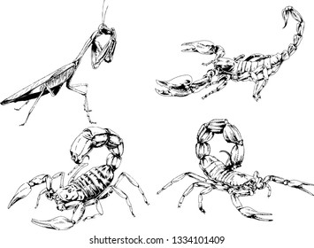 vector drawings sketches different insects bugs Scorpions spiders drawn in ink by hand , objects with no background