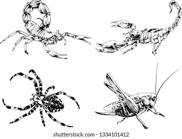 vector drawings sketches different insects bugs Scorpions spiders drawn in ink by hand , objects with no background