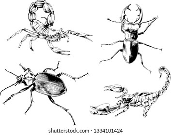 vector drawings sketches different insects bugs Scorpions spiders drawn in ink by hand , objects with no background