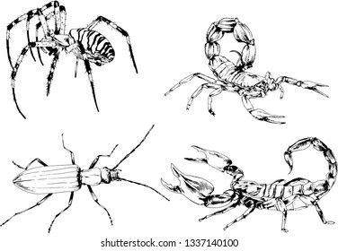 vector drawings sketches different insects bugs Scorpions spiders drawn in ink by hand , objects with no background
