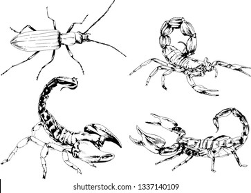 vector drawings sketches different insects bugs Scorpions spiders drawn in ink by hand , objects with no background