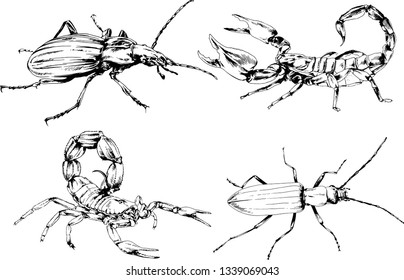 vector drawings sketches different insects bugs Scorpions spiders drawn in ink by hand , objects with no background