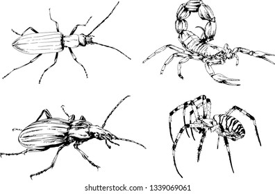 vector drawings sketches different insects bugs Scorpions spiders drawn in ink by hand , objects with no background