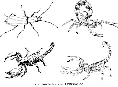 vector drawings sketches different insects bugs Scorpions spiders drawn in ink by hand , objects with no background