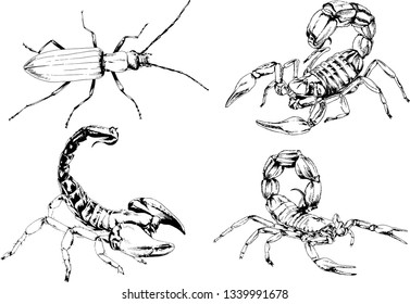 vector drawings sketches different insects bugs Scorpions spiders drawn in ink by hand , objects with no background