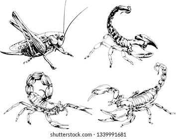 vector drawings sketches different insects bugs Scorpions spiders drawn in ink by hand , objects with no background