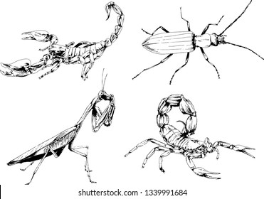 vector drawings sketches different insects bugs Scorpions spiders drawn in ink by hand , objects with no background