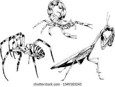 vector drawings sketches different insects bugs Scorpions spiders drawn in ink by hand , objects with no background