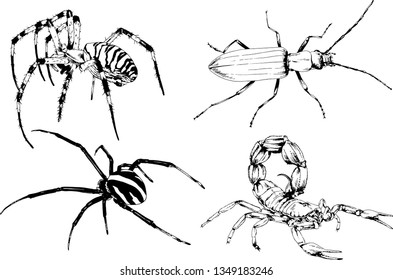 vector drawings sketches different insects bugs Scorpions spiders drawn in ink by hand , objects with no background