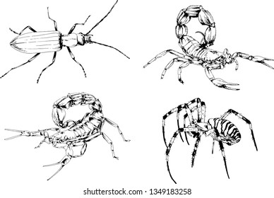vector drawings sketches different insects bugs Scorpions spiders drawn in ink by hand , objects with no background