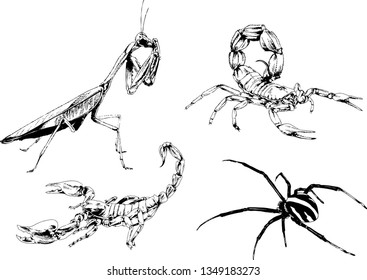 vector drawings sketches different insects bugs Scorpions spiders drawn in ink by hand , objects with no background