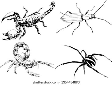 vector drawings sketches different insects bugs Scorpions spiders drawn in ink by hand , objects with no background