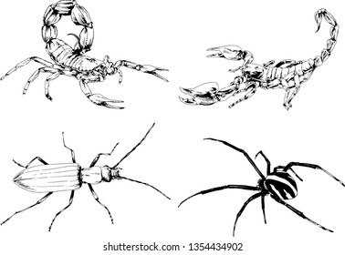 vector drawings sketches different insects bugs Scorpions spiders drawn in ink by hand , objects with no background