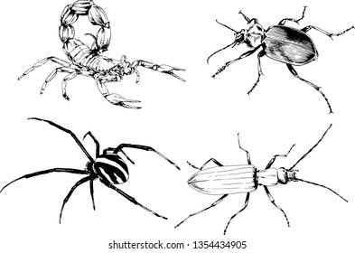 vector drawings sketches different insects bugs Scorpions spiders drawn in ink by hand , objects with no background