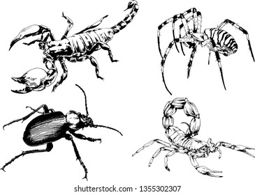 vector drawings sketches different insects bugs Scorpions spiders drawn in ink by hand , objects with no background