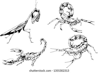 vector drawings sketches different insects bugs Scorpions spiders drawn in ink by hand , objects with no background