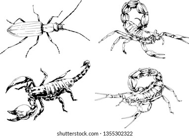 vector drawings sketches different insects bugs Scorpions spiders drawn in ink by hand , objects with no background