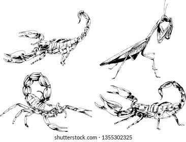 vector drawings sketches different insects bugs Scorpions spiders drawn in ink by hand , objects with no background