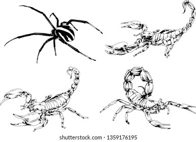 vector drawings sketches different insects bugs Scorpions spiders drawn in ink by hand , objects with no background