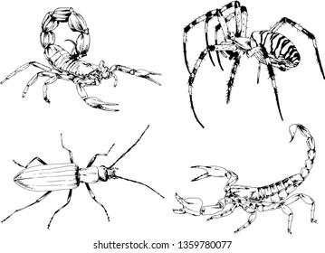 vector drawings sketches different insects bugs Scorpions spiders drawn in ink by hand , objects with no background