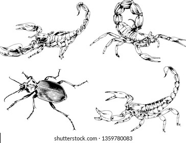 vector drawings sketches different insects bugs Scorpions spiders drawn in ink by hand , objects with no background