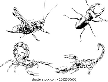 vector drawings sketches different insects bugs Scorpions drawn in ink by hand , objects with no background