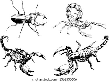 vector drawings sketches different insects bugs Scorpions spiders drawn in ink by hand , objects with no background