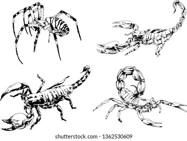 vector drawings sketches different insects bugs Scorpions spiders drawn in ink by hand, objects with no background