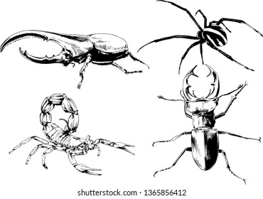 vector drawings sketches different insects bugs Scorpions spiders drawn in ink by hand , objects with no background
