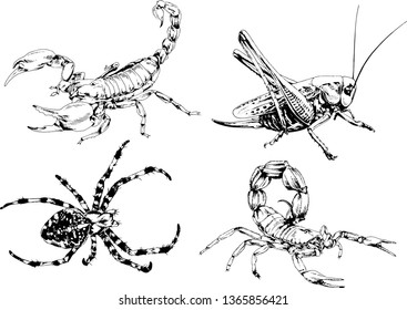 vector drawings sketches different insects bugs Scorpions spiders drawn in ink by hand , objects with no background