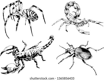 vector drawings sketches different insects bugs Scorpions spiders drawn in ink by hand , objects with no background
