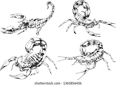 vector drawings sketches different insects bugs Scorpions spiders drawn in ink by hand , objects with no background