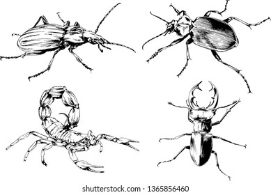 vector drawings sketches different insects bugs Scorpions spiders drawn in ink by hand , objects with no background