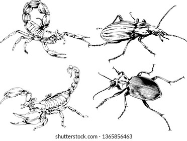 vector drawings sketches different insects bugs Scorpions spiders drawn in ink by hand , objects with no background